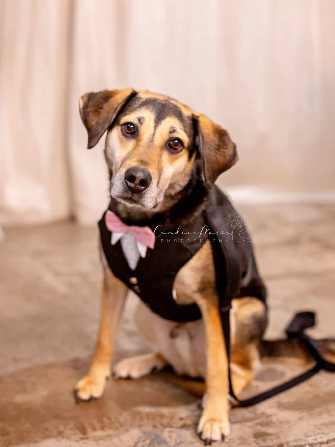animal photography